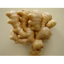 A GOOD QUALITY BIG SIZE NEW CROP FRESH GINGER